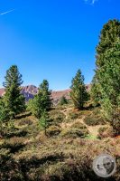 Watermark_45IMG_9481-2