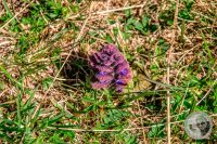 Watermark_49IMG_9483-2