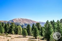Watermark_4IMG_9440-2