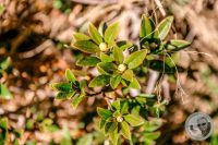 Watermark_5IMG_9441-2