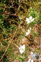 Watermark_88IMG_9491-2
