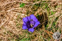 Watermark_8IMG_9444-2