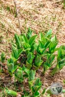 Watermark_95IMG_9498-2