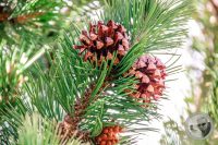 Watermark_96IMG_9499-2