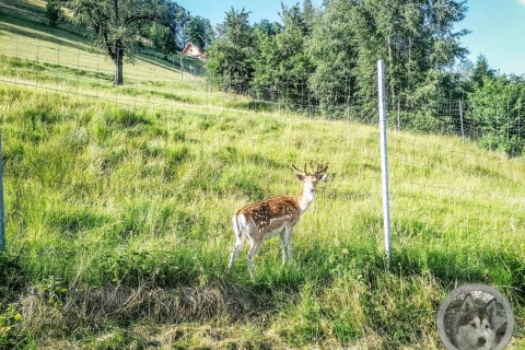 Kurzurlaub beim Traunsee - Juni 2021