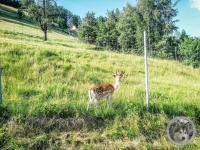 IMG_20210628_173919-Kopie