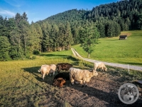 IMG_20210628_194327-Kopie
