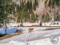 85IMG_20220311_113359-Kopie