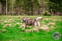 IMG_6628-Kopie