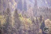 IMG_7100-Kopie
