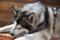 IMG_6254-Kopie
