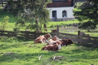 IMG_6261-Kopie