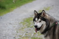 IMG_6362-Kopie