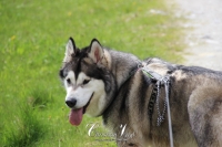 IMG_6366-Kopie