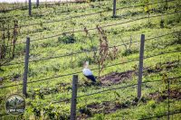 Watermark_74IMG_1592