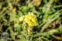 Watermark_78IMG_1597