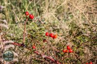Watermark_80IMG_1600
