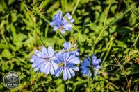Watermark_84IMG_1606