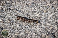 Watermark_87IMG_1613