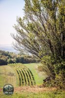 Watermark_88IMG_1614