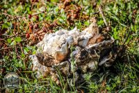 Watermark_89IMG_1615
