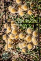 Watermark_94IMG_1622