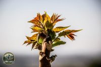 Watermark_99IMG_1628