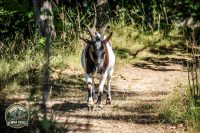 Watermark_31IMG_0163