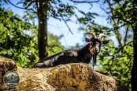 Watermark_44IMG_0177