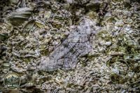 Watermark_50IMG_0185