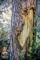 Watermark_55IMG_0193