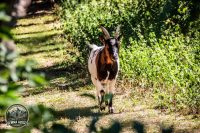 Watermark_57IMG_0195