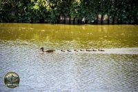 Watermark_66IMG_0205