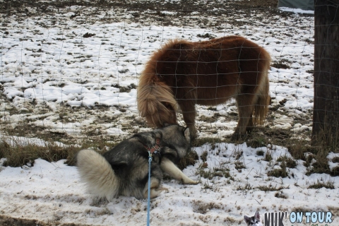 Nuk' on Tour (22.01.2018)