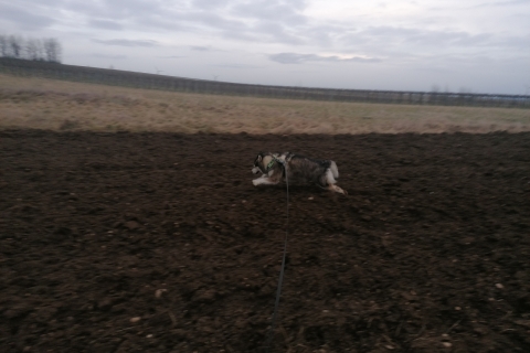 Nukka from Ridaldundaga (Meine Alaskan Malamute Hündin)