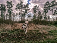 IMG_20210404_173554lr