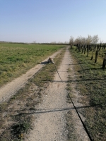 IMG_20200409_170644