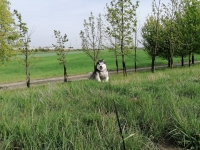 IMG_20200424_160047_1