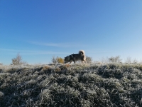 IMG_20201122_092403