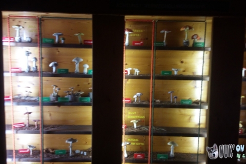 Pilzmuseum (3. August 2018)