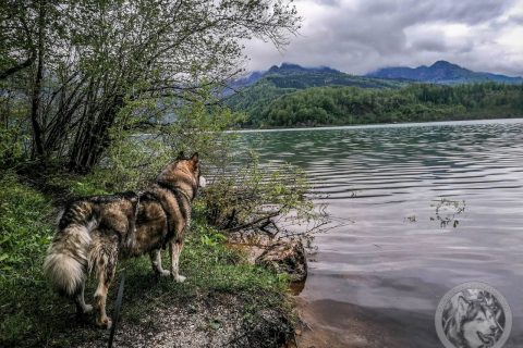 Russbach und Gosausee (Mai 2023)