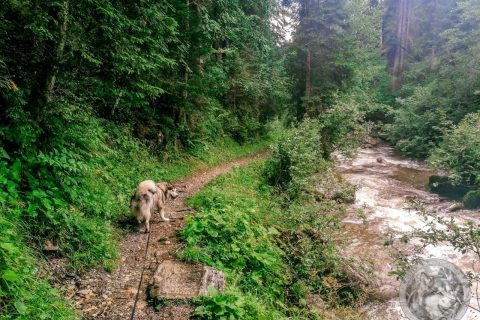 Sommerurlaub 2023: 26072023 Krummbachtal - Krumbachrast
