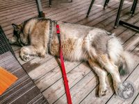 25IMG_20230726_150642-Kopie