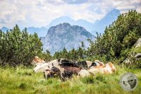 Watermark_81IMG_0335
