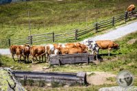 Watermark_63IMG_0943
