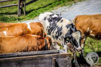 Watermark_64IMG_0944
