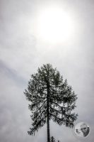 Watermark_15IMG_0353