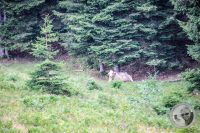 Watermark_26IMG_0362