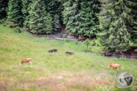 Watermark_27IMG_0363