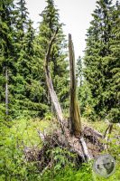 Watermark_48IMG_0384